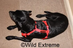 Dog Harness Full Body (Med / Large) size 2