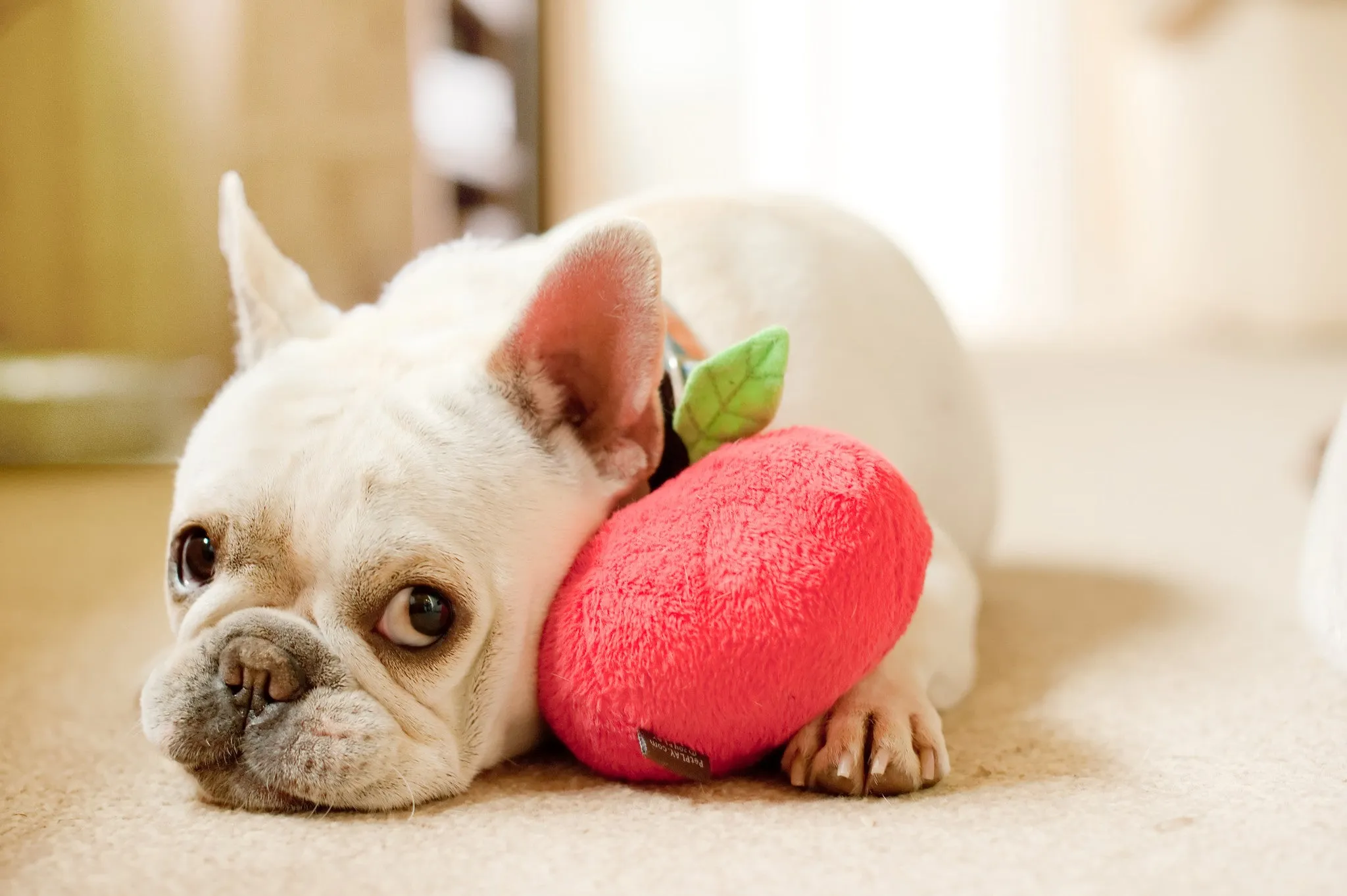 Garden Fresh, Squeaky Plush Dog Toy