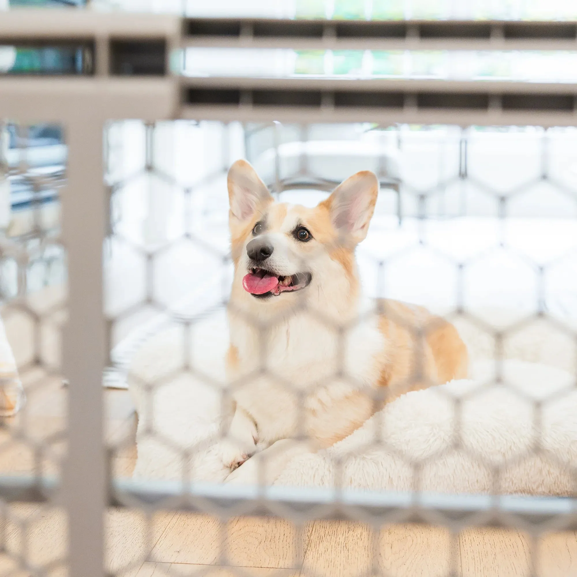 Plastic Expandable Pet Gate