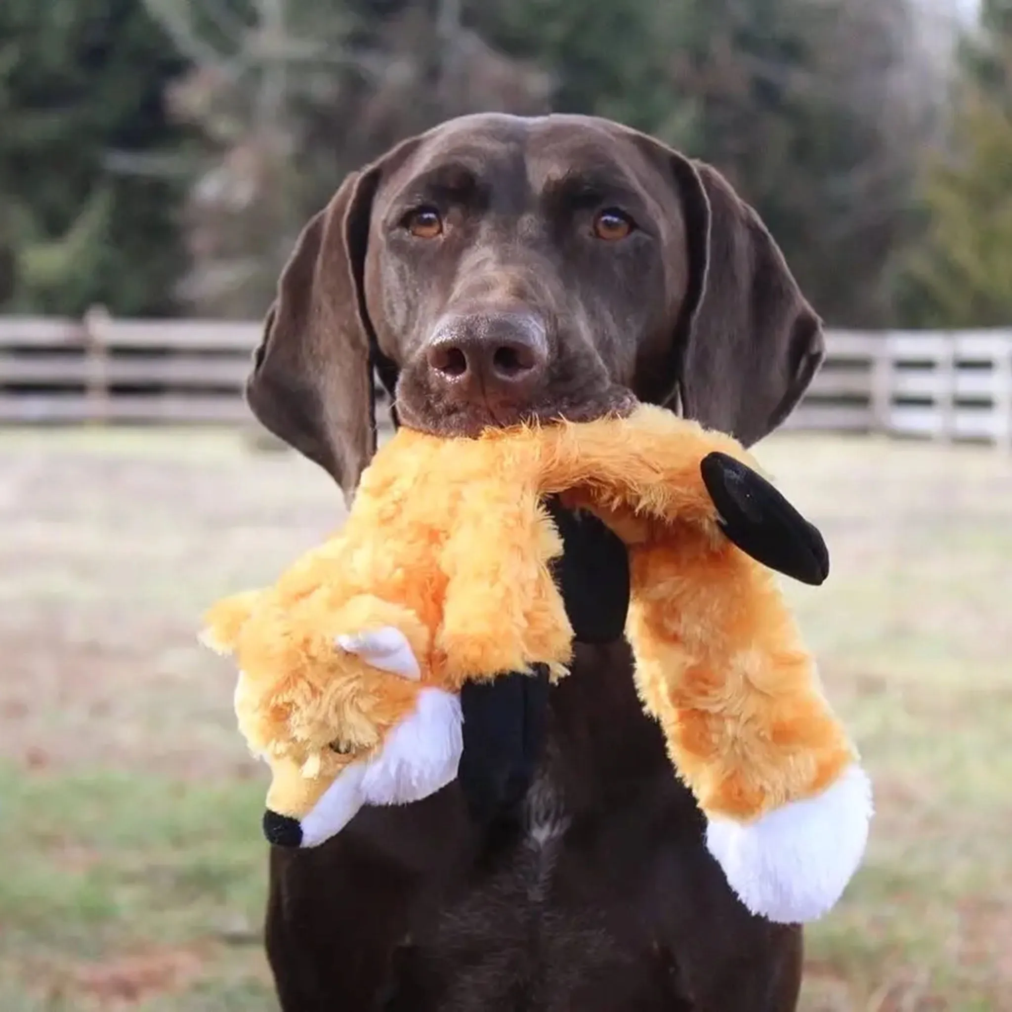 Stuffless Fox Squeaker Dog Toy